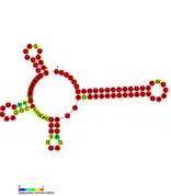 STnc250 Hfq binding RNA:  Predicted secondary structure taken from the Rfam database. Family RF01409.