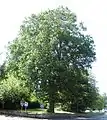 'Major', Withdean Court Road, Brighton; denser form the result of pruning