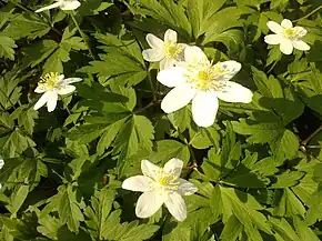 Anemone nemorosa