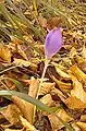 Colchicum autumnale