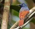 At Krau Forest Reserve, Malaysia