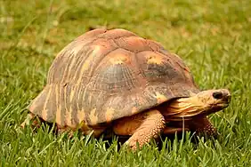 Radiated tortoise (Astrochelys radiata)