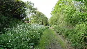 Path through Berrylands Nature Reserve along Surbiton Stream