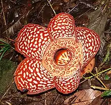 A Rafflesia pricei plant, fully bloomed in the ground.