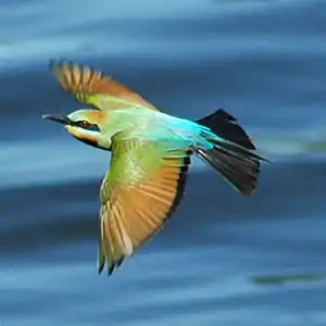 Rainbow bee-eater in flight