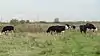 Cows graze in Rainham Marshes