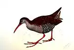 African rail