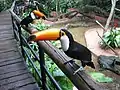 Two Toco toucans