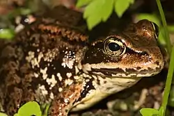 Cascades frog