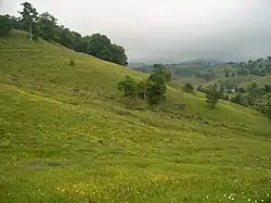 Wildflowers add a splash of color to grazing fields near Osceola, West Virginia in July 2006