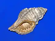 Fossil shell of Cymatium affine from Pliocene of Italy