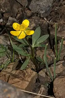 Sagebrush buttercup (Ranunculus glaberrimus)