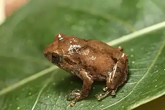 Dorsal view