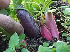 Harvesting red