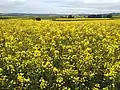 Canola field near Polch