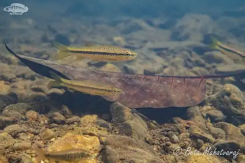 Rasbora dandia in a Western Ghat stream in India