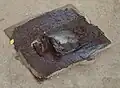 Rat caught in a glue-trap