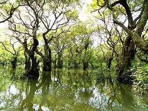 Ratargul Swamp Forest, Sylhet