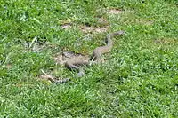 Rattlesnake in the park