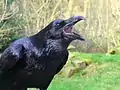 RavenCorvus coraxravn