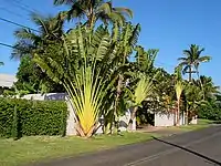 Use in urban setting at Maui, Hawaii