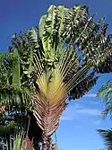 Traveler's tree (Ravenala madagascariensis), Madagascar's national emblem