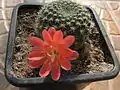 Rebutia xanthocarpa