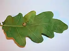 Red-pea gall (Cynips divisa) on pedunculate oak