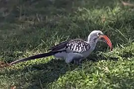 A northern red-billed hornbill walking on grass