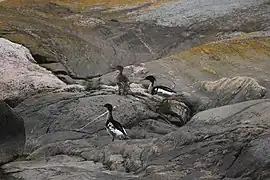 Three red-breasted mergansers at the rocks in Sipoo, Finland