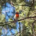 Red-capped Robin, Milbrulong State Forest