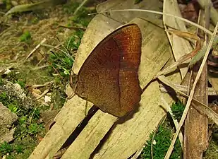 Ventral view