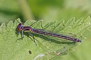 female