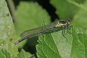 teneral male