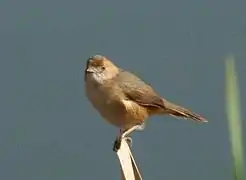 Non-breeding adult at Pietermaritzburg, South Africa