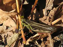 Red-legged Grasshopper (Melanoplus femurrubrum)