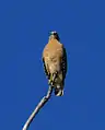 A red and tawny colored bird of prey sitting on a solitary stick