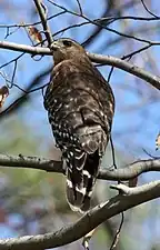 Red-shouldered hawk