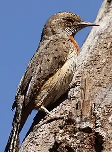 Bird with red throat on a tree