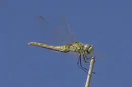 Red-veined darter (Sympetrum fonscolombii) female Cyprus.jpg