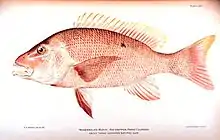 Image 25Red snapper, are generalized reef feeders with standard jaw and mouth structures that allow them to eat almost anything, though they prefer small fish and crustaceans. (from Coral reef fish)