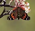 In Kullu district, Himachal Pradesh, India (around 11,500 feet (3,500 m))