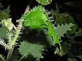 Protective 'tent' made from a folded leaf