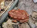 Young American toad