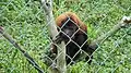 Red Howler Monkey