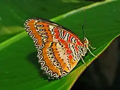 C. biblis. Side view