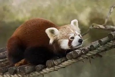 Red panda