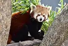 Red panda eating an apple