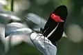 Heliconius eratored postman