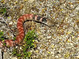 Red racer (Masticophis flagellum piceus), Joshua Tree National Park,  California (29 April 2011)